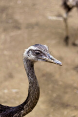Avestruz ostrich (Struthiocamelus)