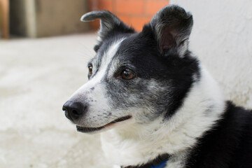 The dog looks into the distance. The dog is resting on the street. Close-up portrait.