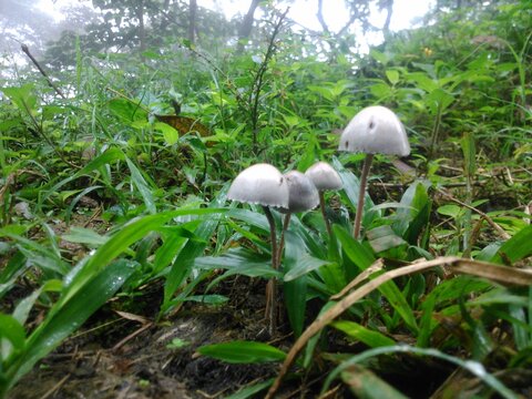 Hongos silvestres