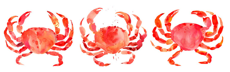 Red crab. Hand drawn watercolor illustration on white background