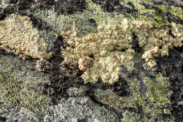 Sprouts, mosses and yellow lichens on a stone. Polar flora. Travel concept.