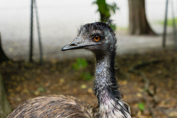  Emu bird, Dromaius novaehollandiae, Close up portrait of Australian Emu bird - Emu is the second-largest living bird by height