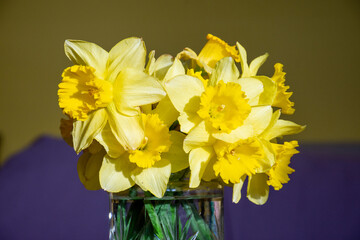 bouquet of yellow daffodils in a vase