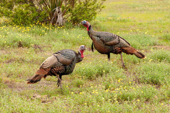two turkey's in the field - Cumberland Island National Seashore