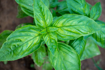 basil leaves in the garden