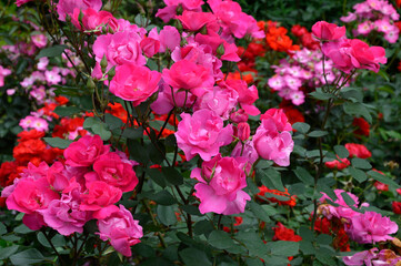 Bright pink Floribunda roses derived from the hybrid tea variety. Primorsky region, Russia