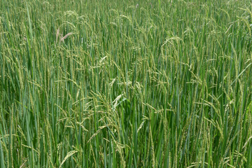Beautiful Rice field green background.