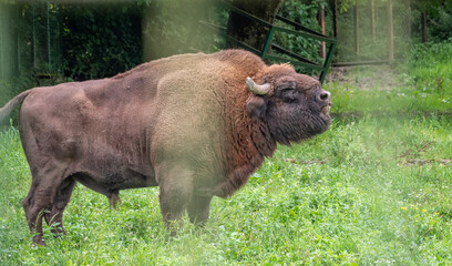 The European bison grazes on a green field with tall grass in the aviary. © Dmitrii Potashkin