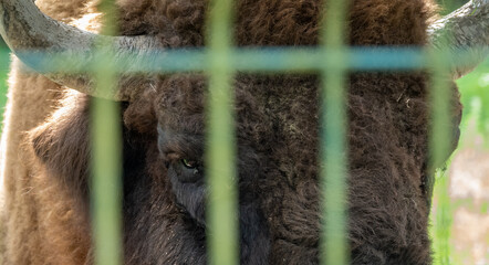 The eye of European bison in the aviary.