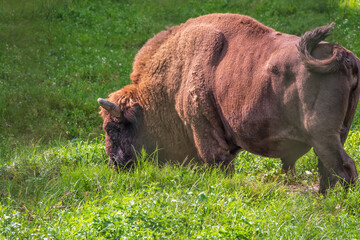 The European bison grazes on a green field with tall grass. © Dmitrii Potashkin