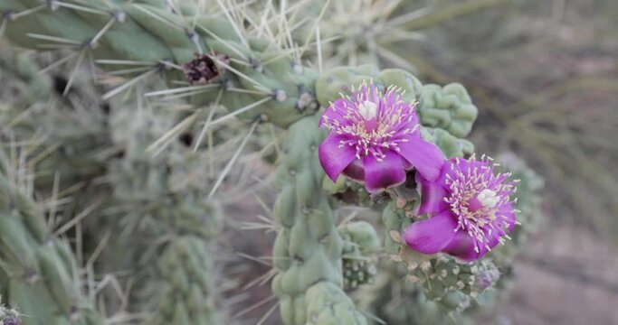 Close up of fuchsia cholla cactus flowers with ants crawling around and in them