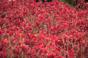 colibrí en rojo © Marek