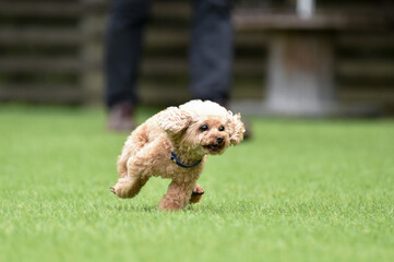 ドッグランで遊ぶトイプードル