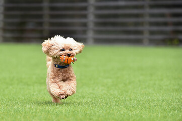 ドッグランで遊ぶトイプードル