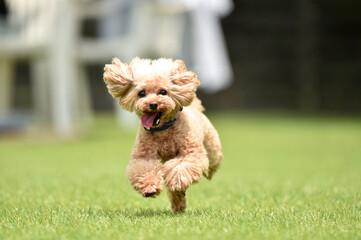 ドッグランで遊ぶトイプードル