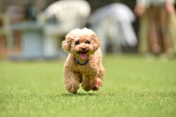 ドッグランで遊ぶトイプードル