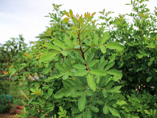 green leaves in the garden