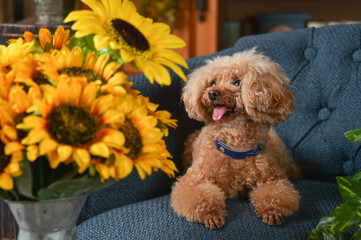 レトロ背景でポーズするトイプードル