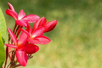 Red flower, frangipani.
