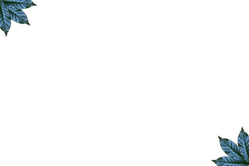 Leaves on white background