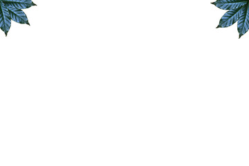 Leaves on white background