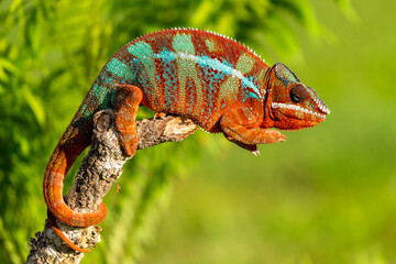 Adult male Ambilobe Panther Chameleon (Furcifer pardalis)