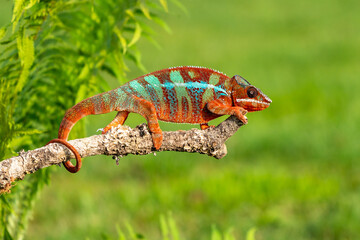 Adult male Ambilobe Panther Chameleon (Furcifer pardalis)