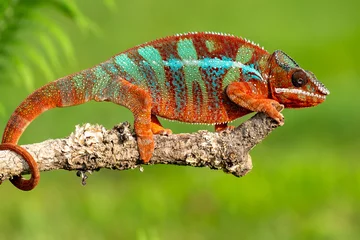Poster Adult male Ambilobe Panther Chameleon (Furcifer pardalis) © vaclav