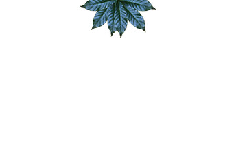 Leaves on white background