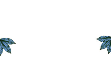 Leaves on white background