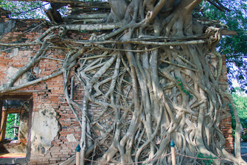 roots of the wood covered the old wall
