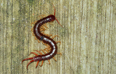 The centipede is a poisonous animal