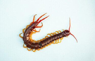 The centipede is a poisonous animal