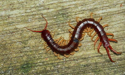 The centipede is a poisonous animal