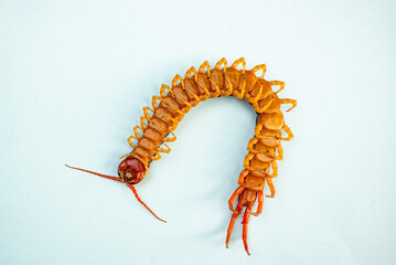 The centipede is a poisonous animal