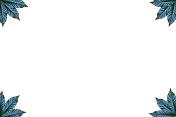 Leaves on white background