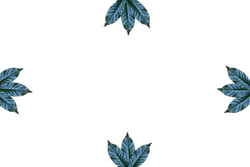 Leaves on white background