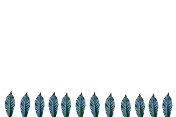 Leaves on white background