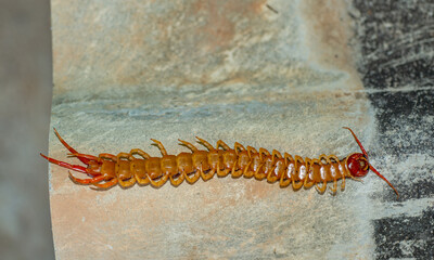 The centipede is a poisonous animal