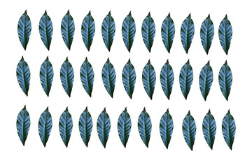 Leaves on white background