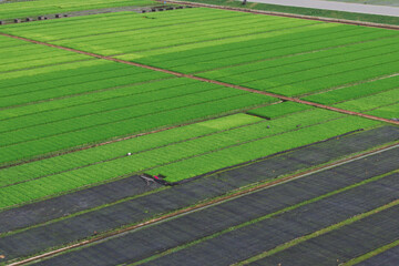 Obraz premium Green rice fields in the rice fields