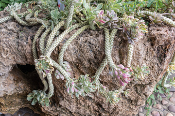Ornamental Hemp Cactus on stone in a garden.