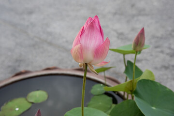 pink lotus flower in garden