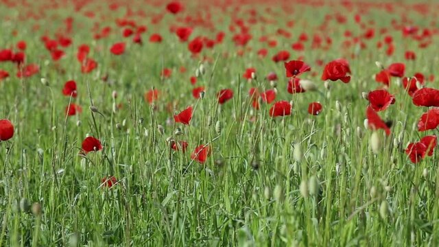 wildlife, insects, bees and flowers, poppy on a green meadow