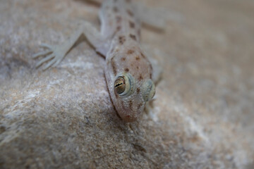 A macro photograph of a light colored common household Gecko on a rock