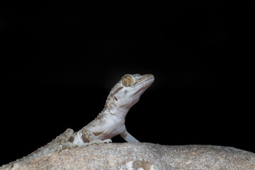 A macro photograph of a light colored common household Gecko on a rock