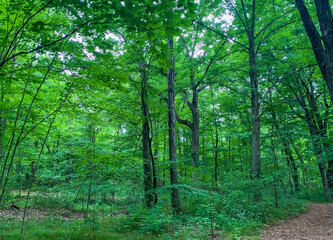 Path in the Forest