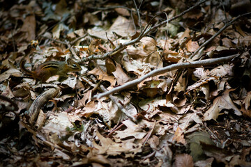 close up of a chipmunk