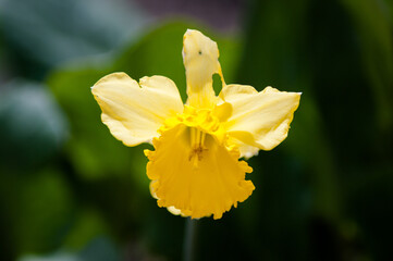 orquídea amarilla fondo desenfocado