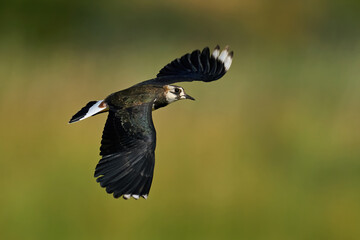 Northern lapwing (Vanellus vanellus)  in its natural enviroment